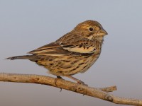 bird emblem from Colorado Lark Bonting / Alondra