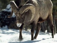 Bighorn males, called rams, are famous for their large, curled horns. These impressive growths are a symbol of status and a weapon used in epic battles across the Rocky Mountains. 