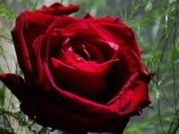 Red_Rose